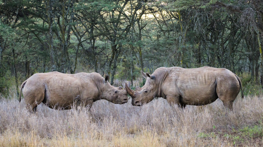 Two rhinoceroses cross horns