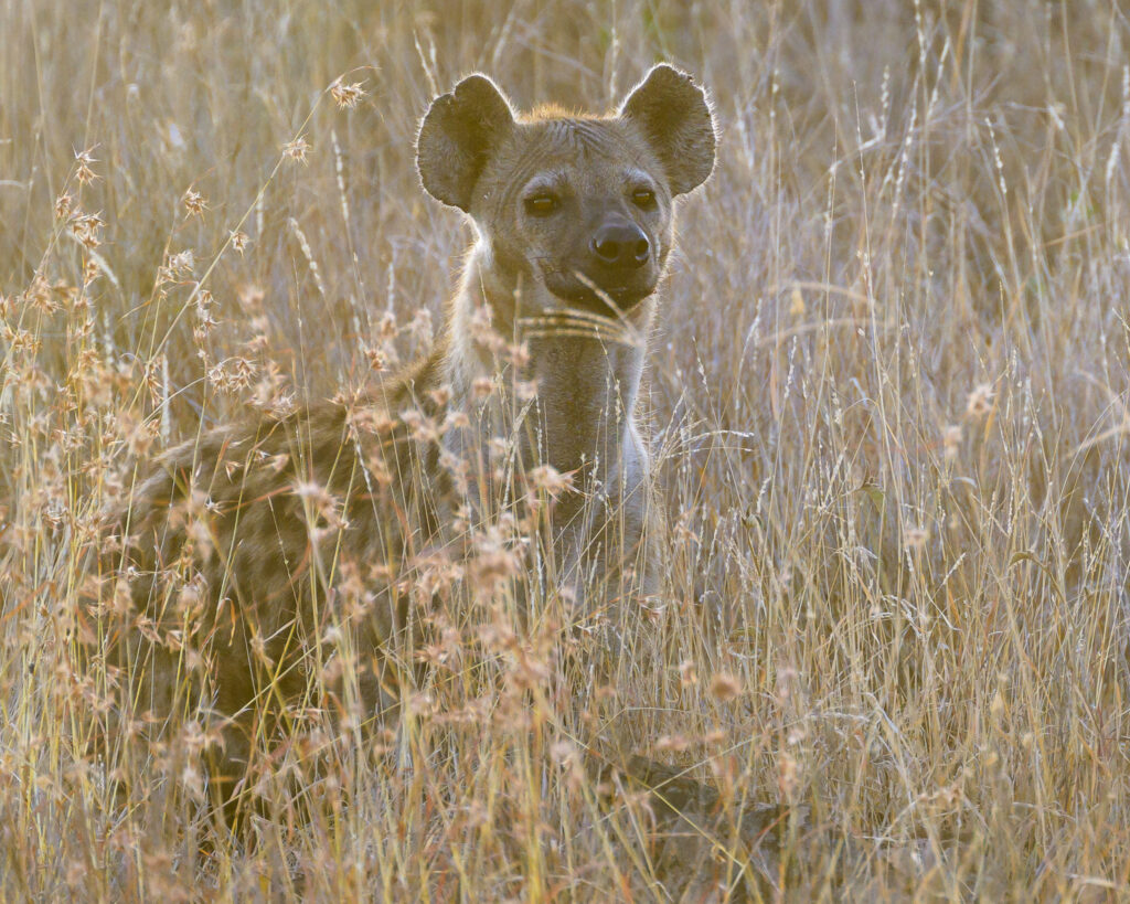 Hyena in the grasses