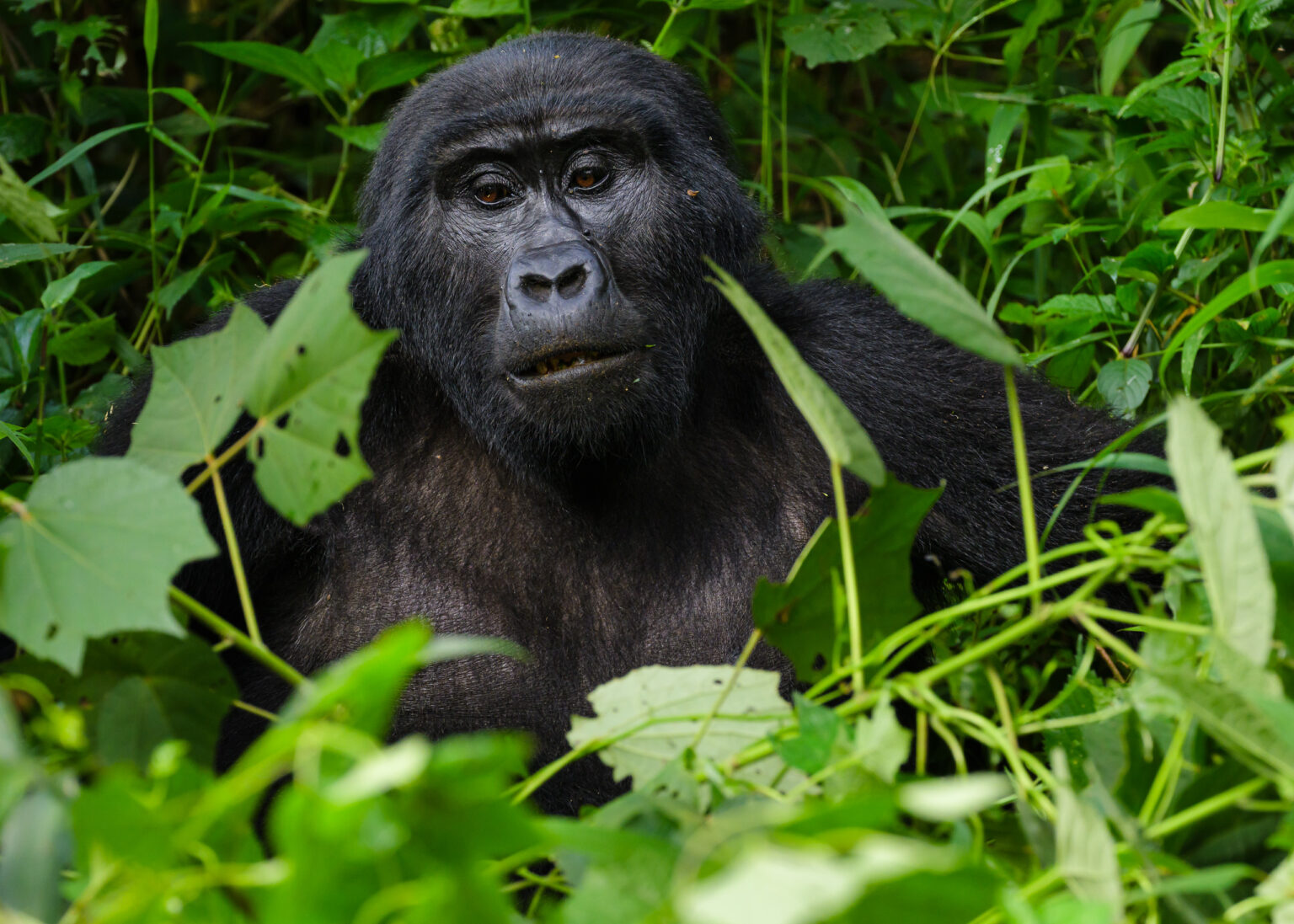 Female gorilla in the jungle