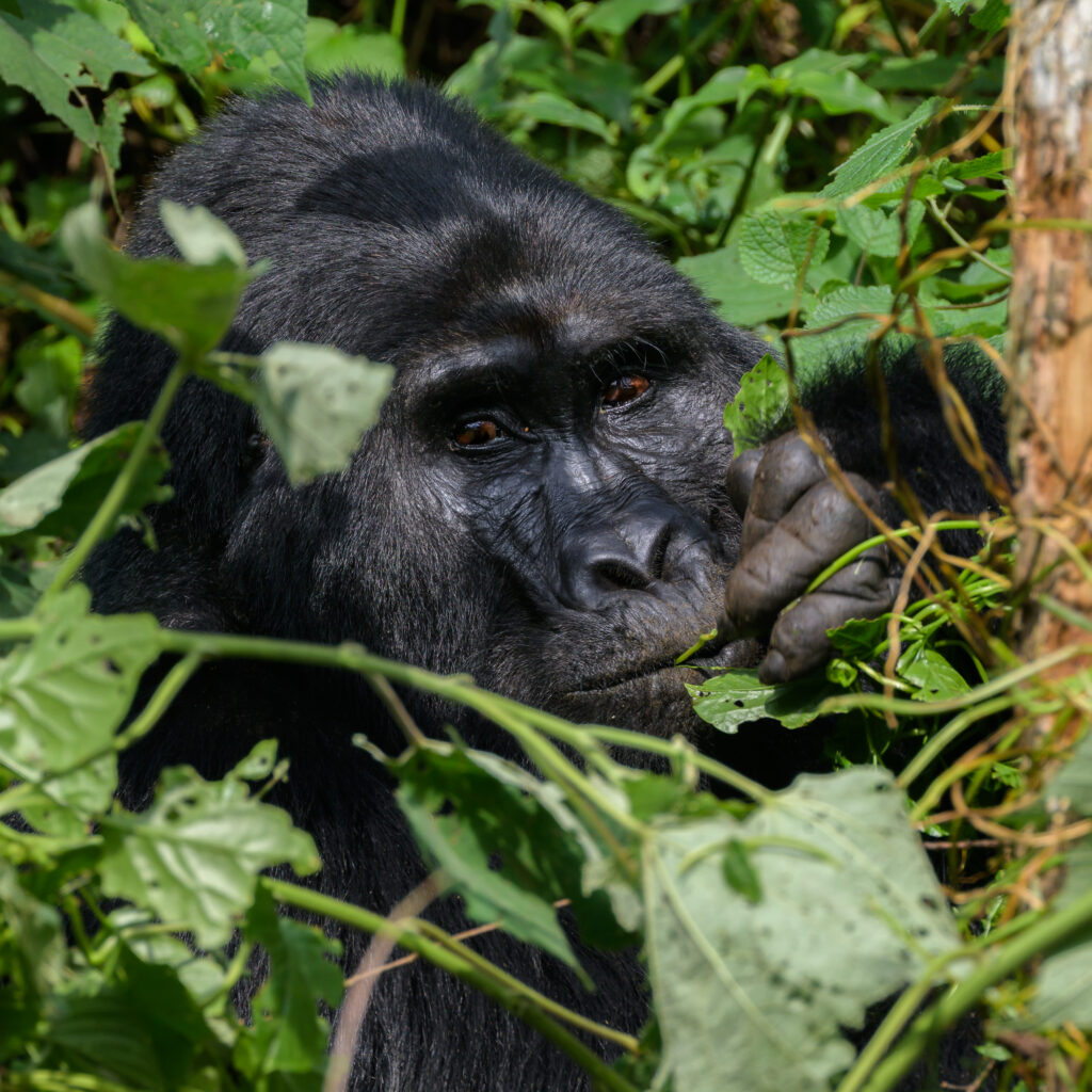 Silverback mountain gorilla eating in the jungle