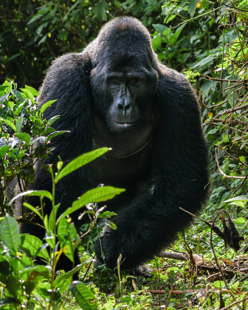 Silverback mountain gorilla