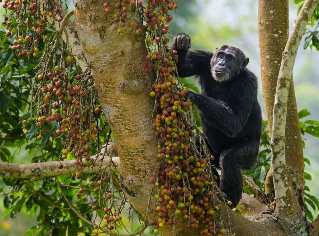 Chimpanzee picking ficus fruit
