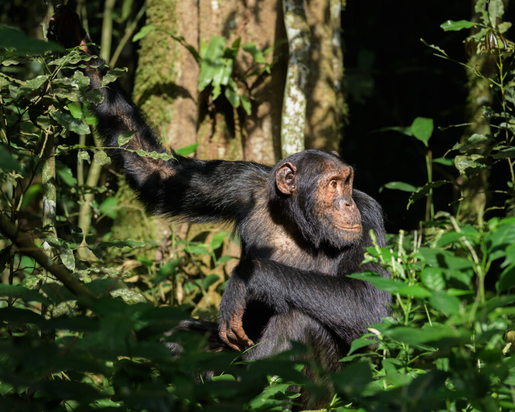 Chimpanzee sitting in the jungle