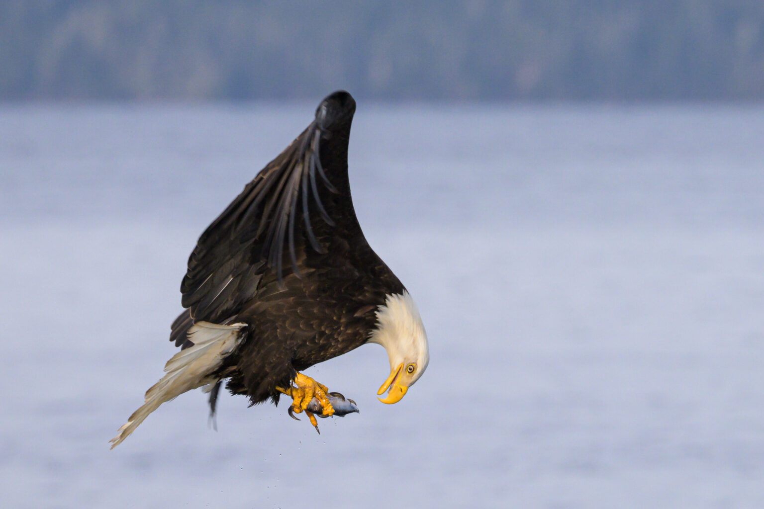 Bald Eagle in flight with fish
