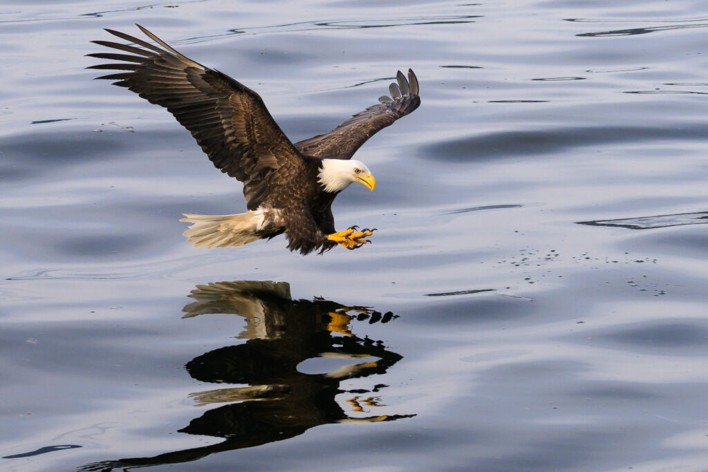 Bald Eagle ready to grab a fish