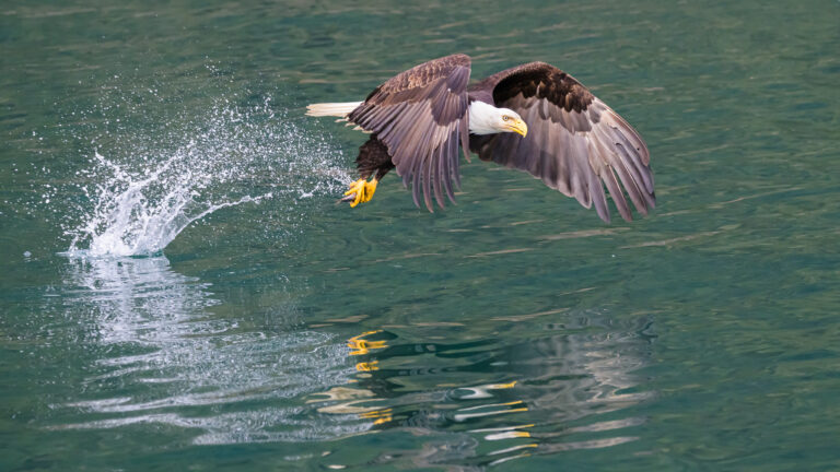 Bald Eagle nabs a fish