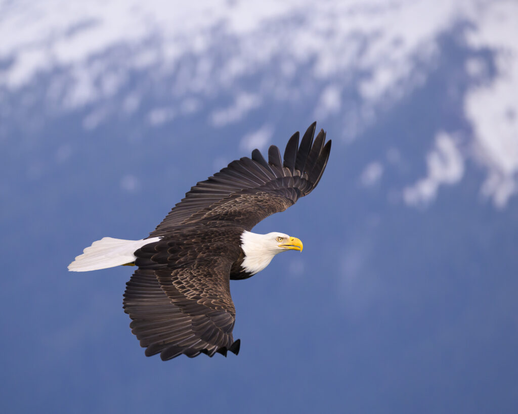 Bald eagle in flight