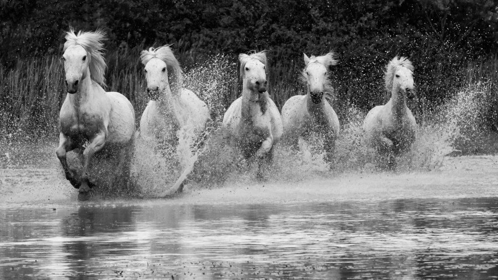 Camargue Horses