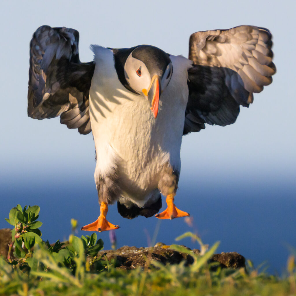 Atlantic Puffin landing
