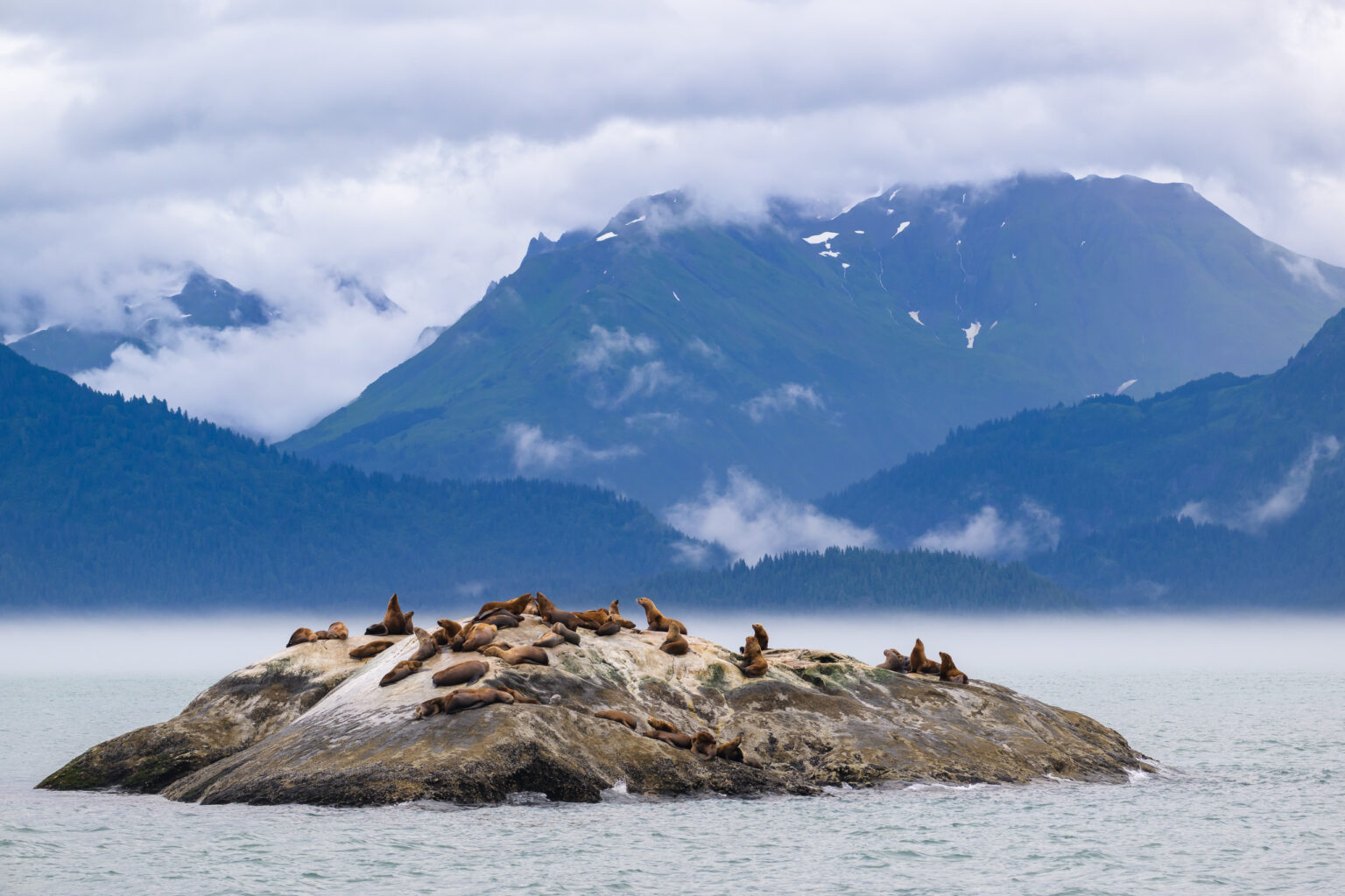 Stellar sea lions