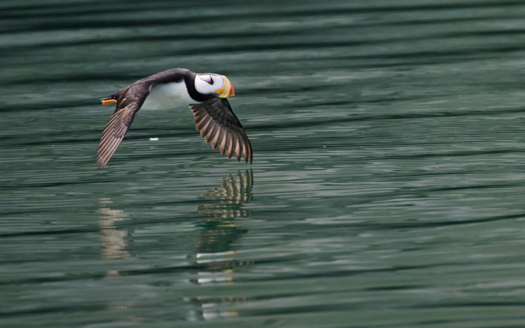 Horned puffin