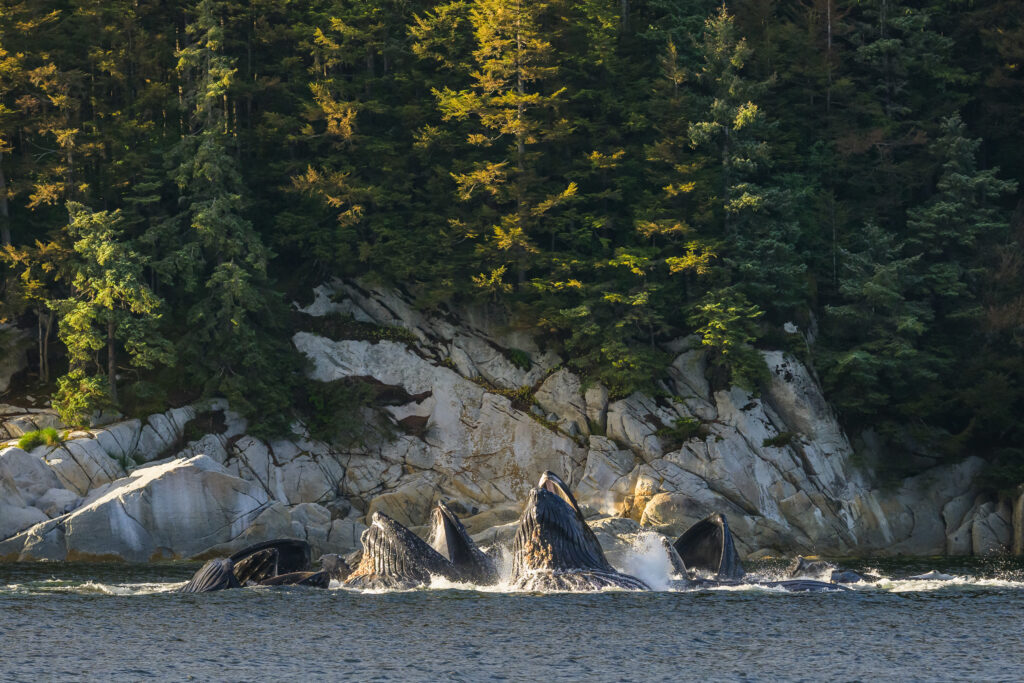 Humpback whales bubble net feeding