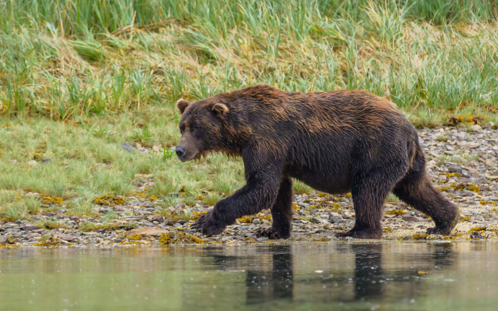 Brown bear boar in Katmai National Park