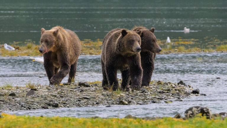 Brown bear sow and cubs in Katmai National Park