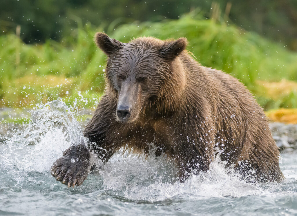 Brown bear fishing in Katmai National Park
