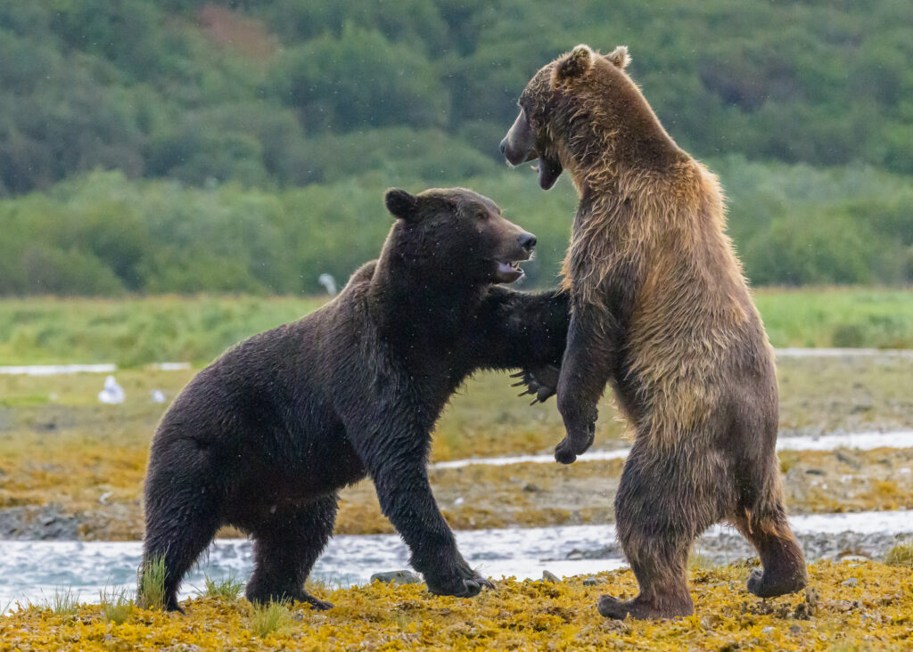 Brown bears sparring in Katmai National Park