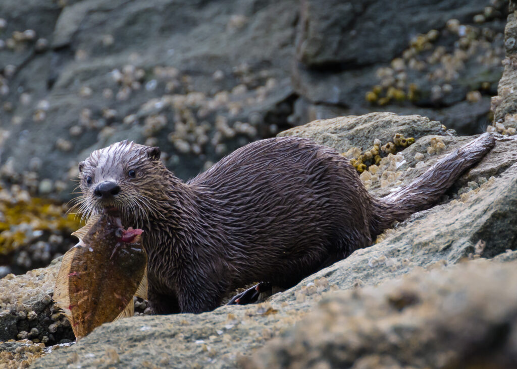 River otter with a fish