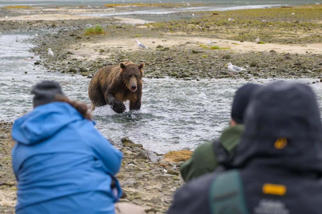 Photographers and brown bear in Katmai National Park