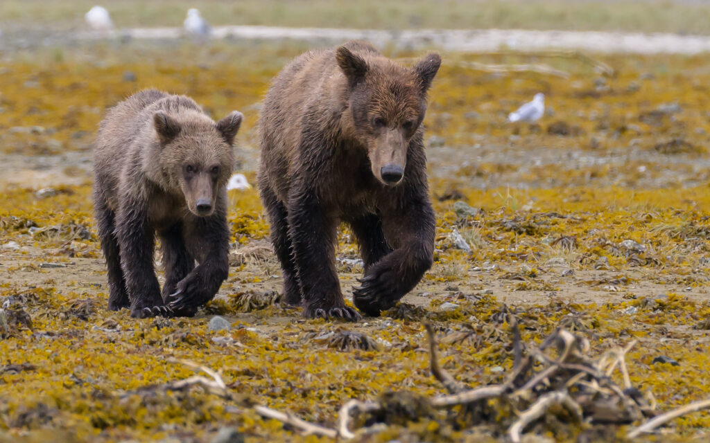Brown bear sow and cub in Katmai National Park