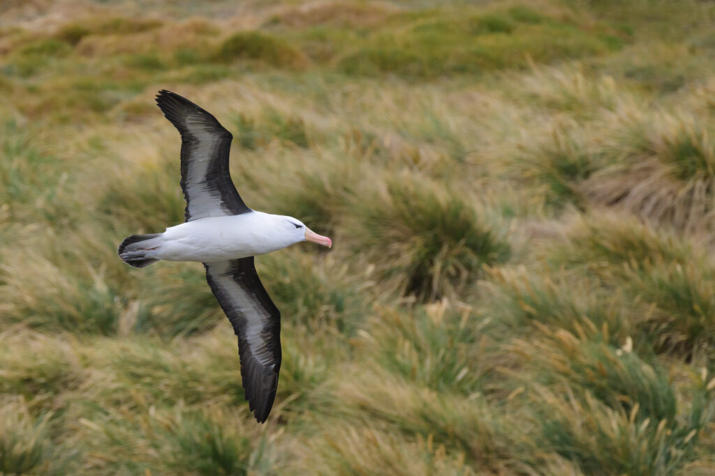 Black-browed albatross on the Falkland Islands