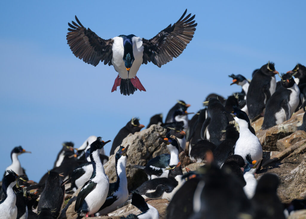 Imperial Cormorant lands in the Falkland Islands