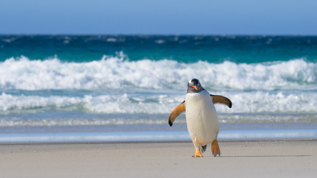 Gentoo penguin on the Falkland Islands