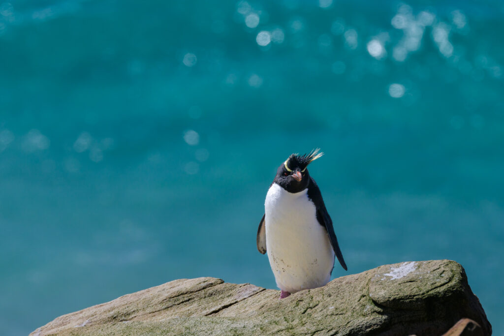 Rockhopper penguin in the Falkland Islands