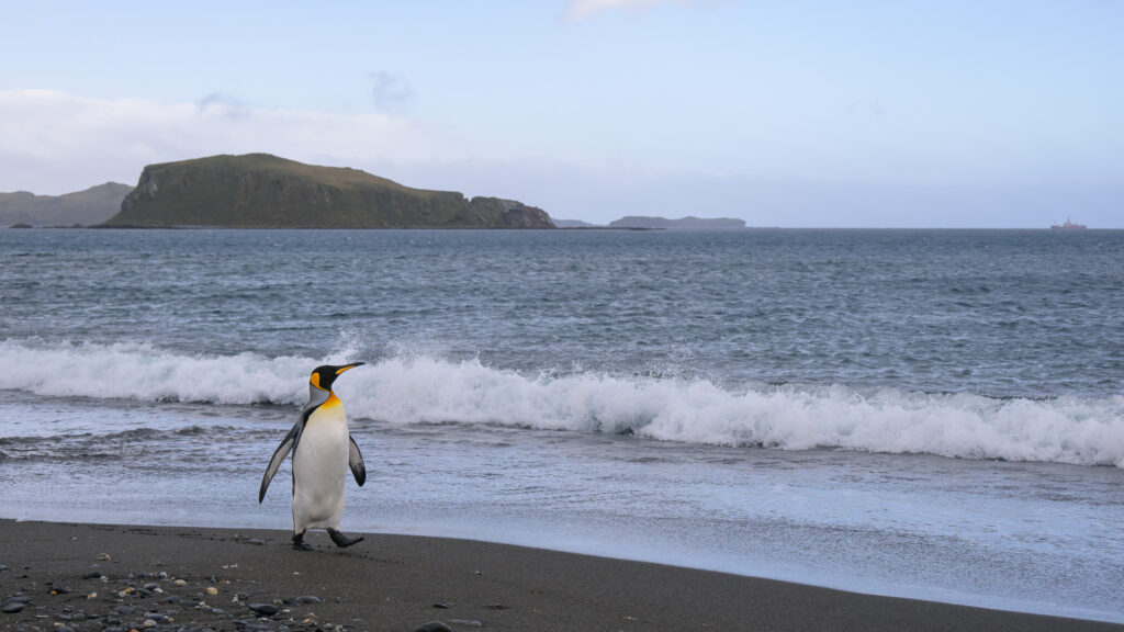 King penguin marching on the shore of Salisbury Plain, South Georgia