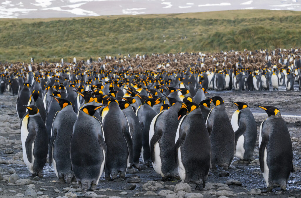 King penguins on Salisbury Plain, South Georgia