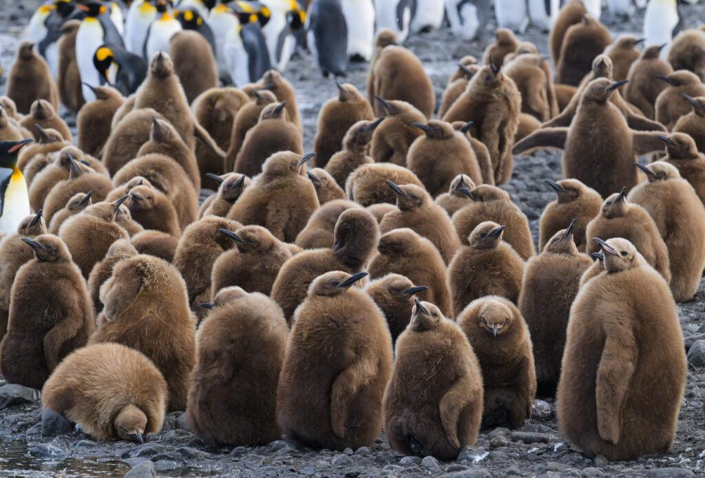 King penguin chicks on Salisbury Plain, South Georgia