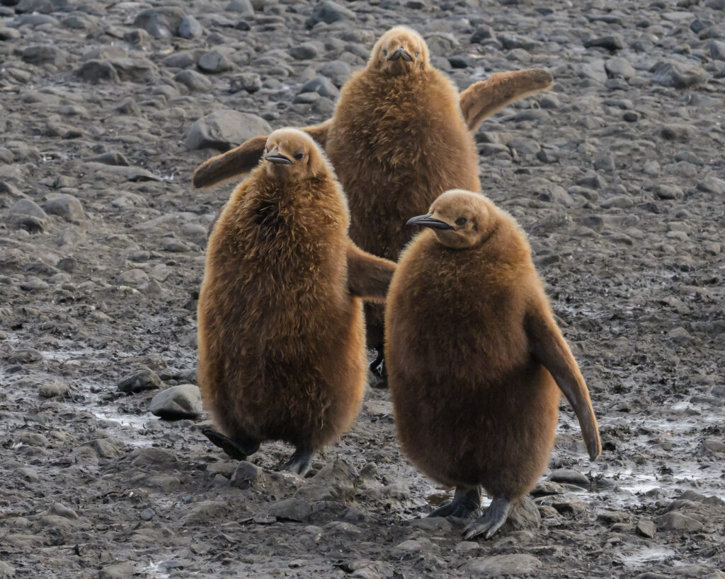 King penguin chicks on Salisbury Plain, South Georgia