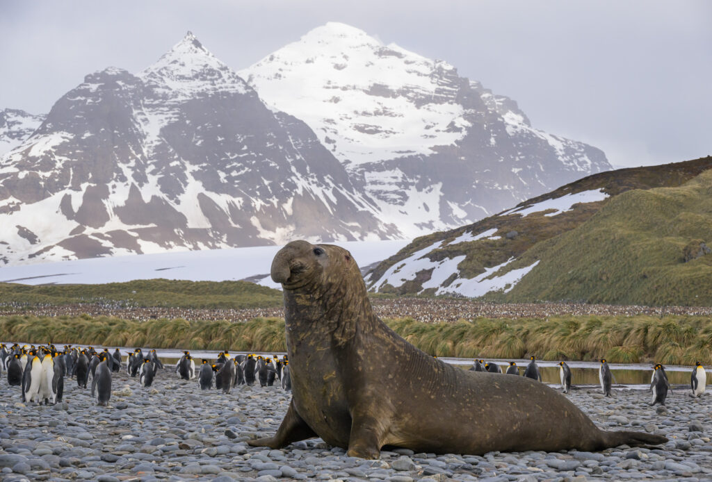 Bull elephant seal on South Georgia