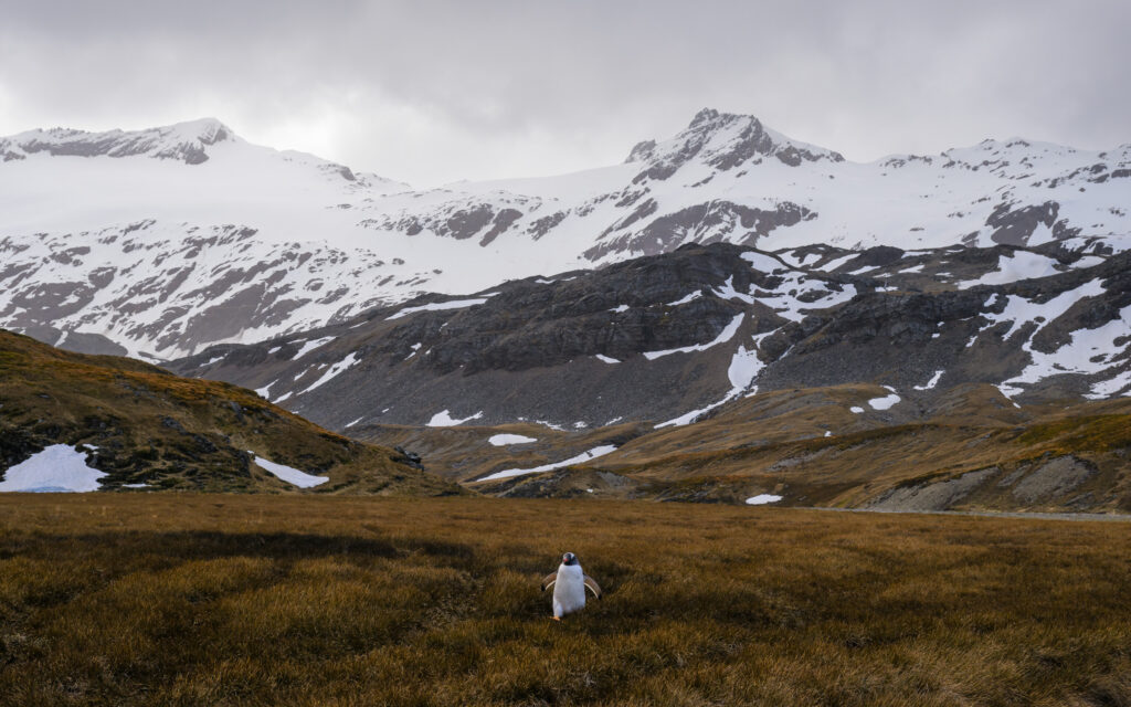Gentoo Penguion in South Georgia