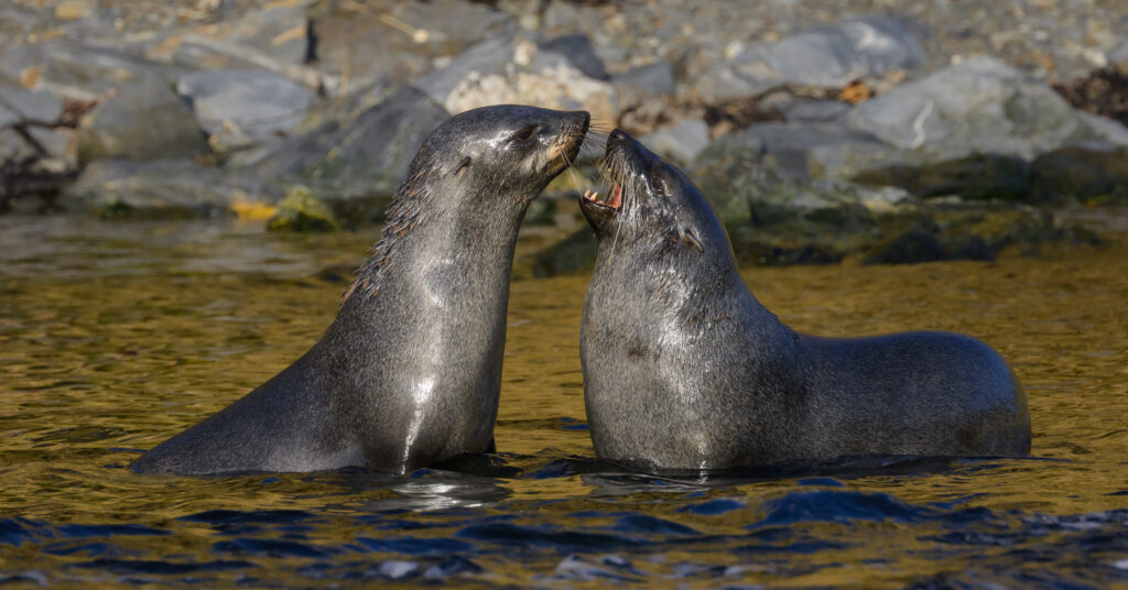 Fur seals sparring at South Georgia Island