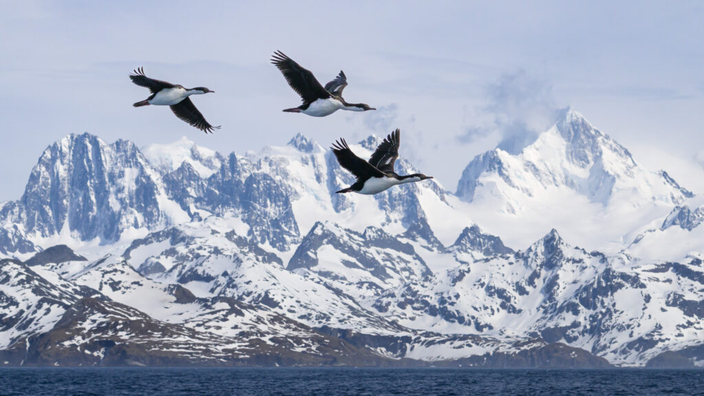 South Georgia shags in flight