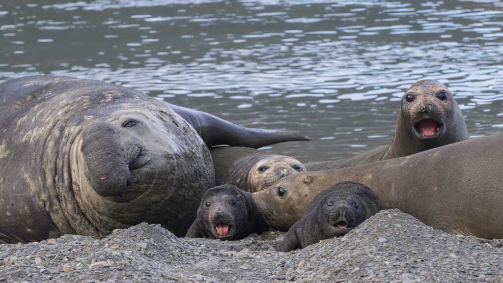 Elephant seals on South Georgia Island