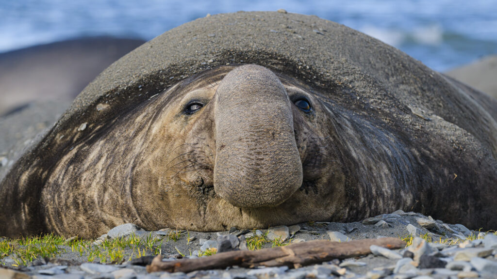 Elephant Seal on South Georgia Island