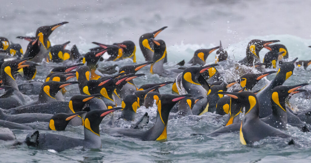 King penguins in South Georgia