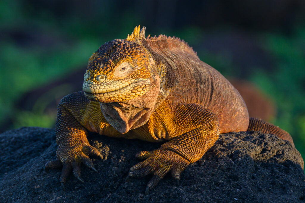 Galapagos Land Iguana