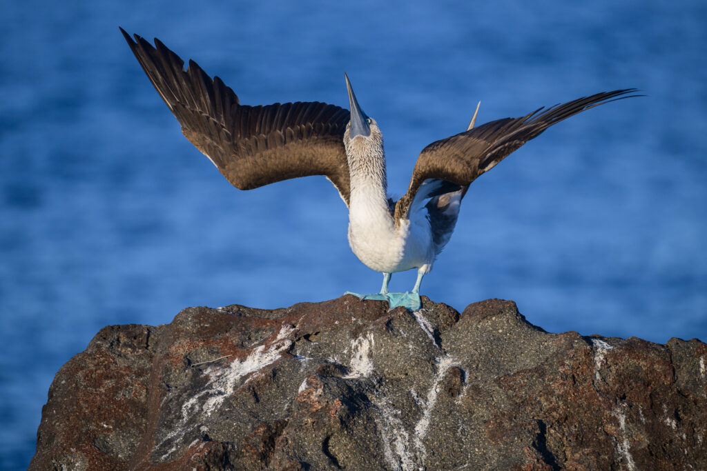 Blue-footed Booby