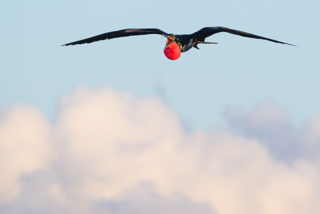 Great Frigatebird