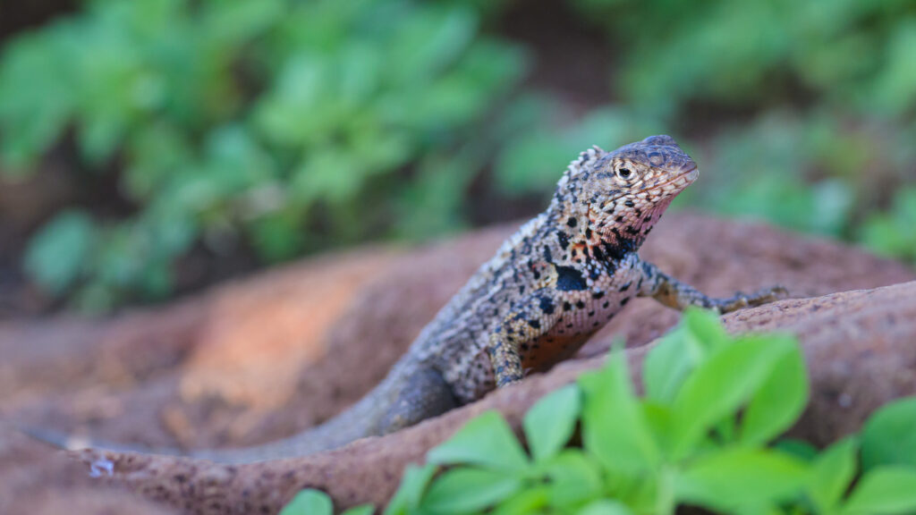 Galapagos Lava Lizard