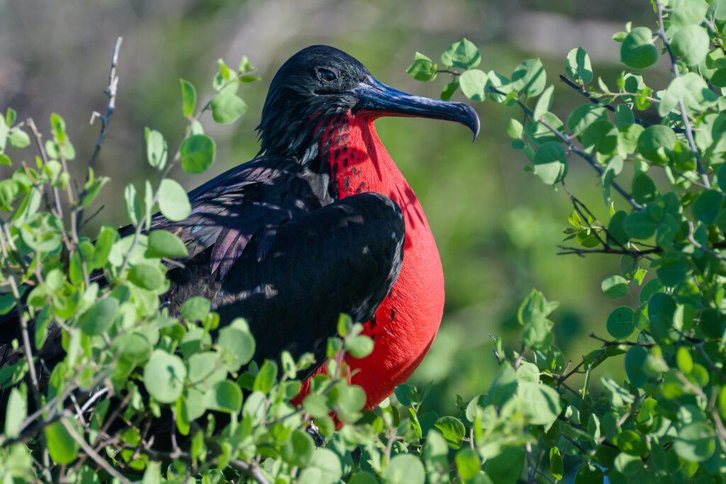 Great Frigatebird