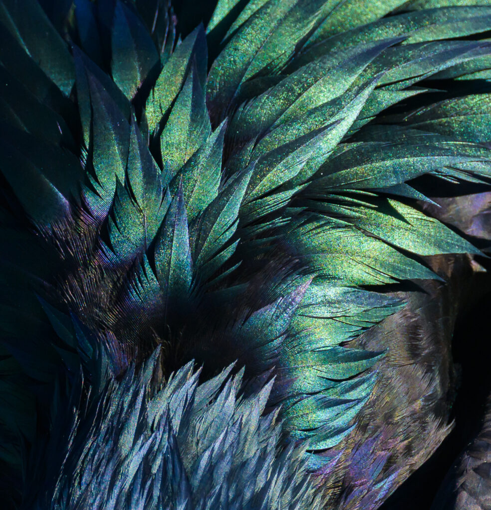 Feathers of Great Frigatebird