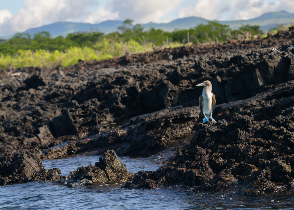 Blue-footed Booby