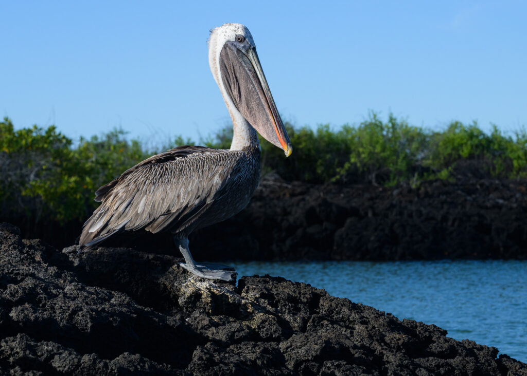 Brown Pelican