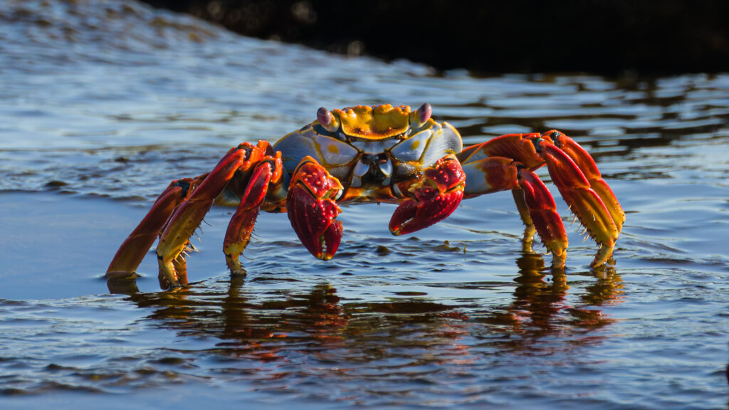 Sally Lightfoot Crab