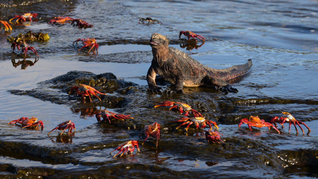 Marine Iguana & Sally Lightfoot Crabs
