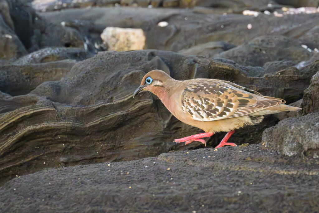 Galapagos Dove
