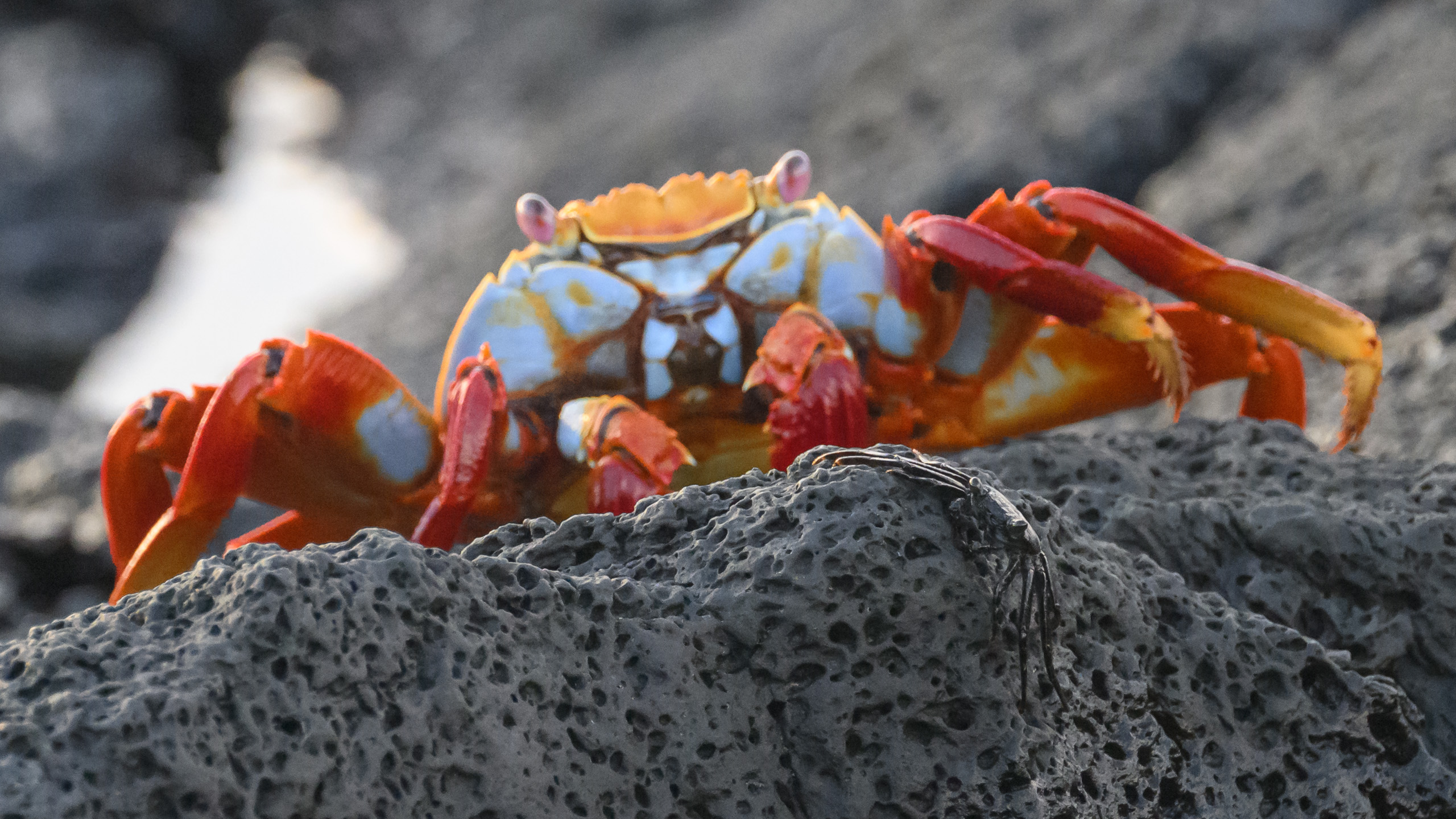 Sally Lightfoot crab
